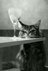 b821e0fac47550fe84642b13a21a2630